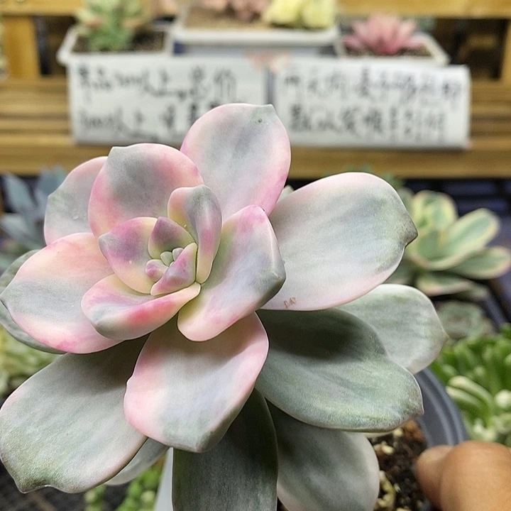 05269 紫乐锦多肉