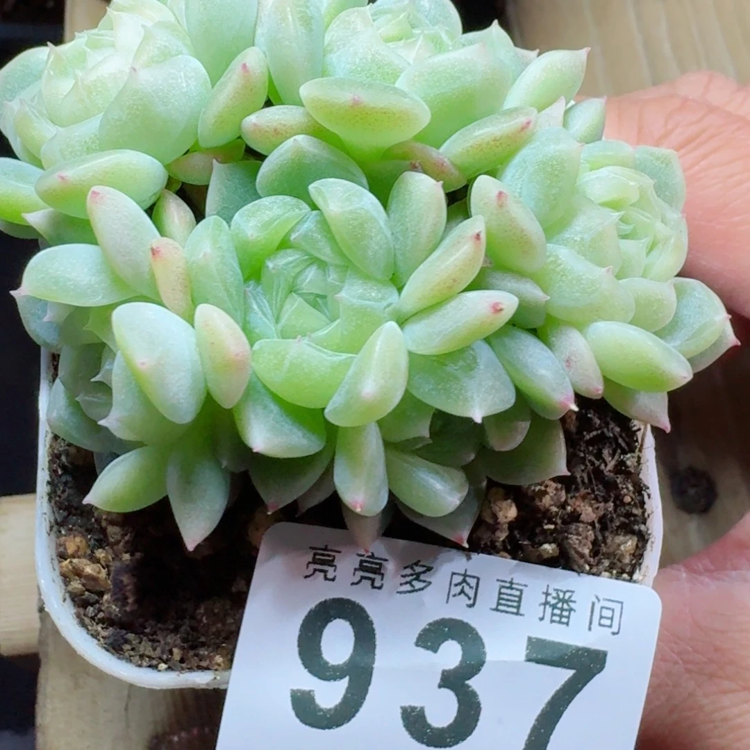 泼天六头      愿你一路坦途，乘风破浪展宏图