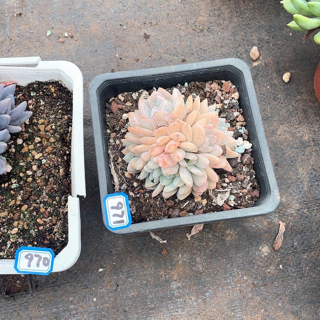 971橙子一物一拍多肉