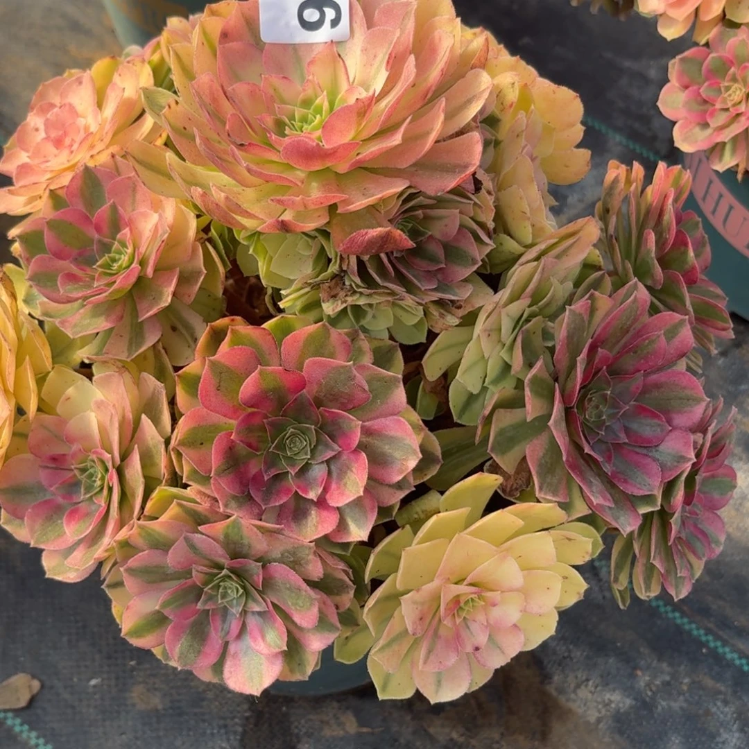 316雨河多肉植物福利