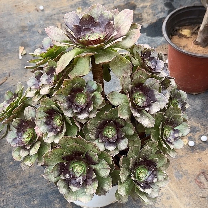 黑魔多肉植物29号