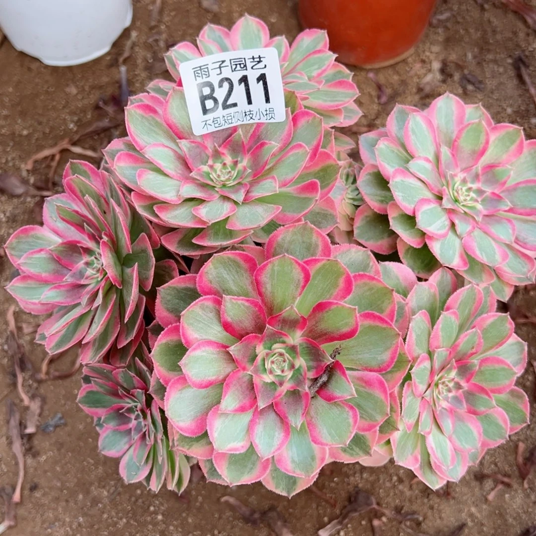 211云荷尺寸18左右