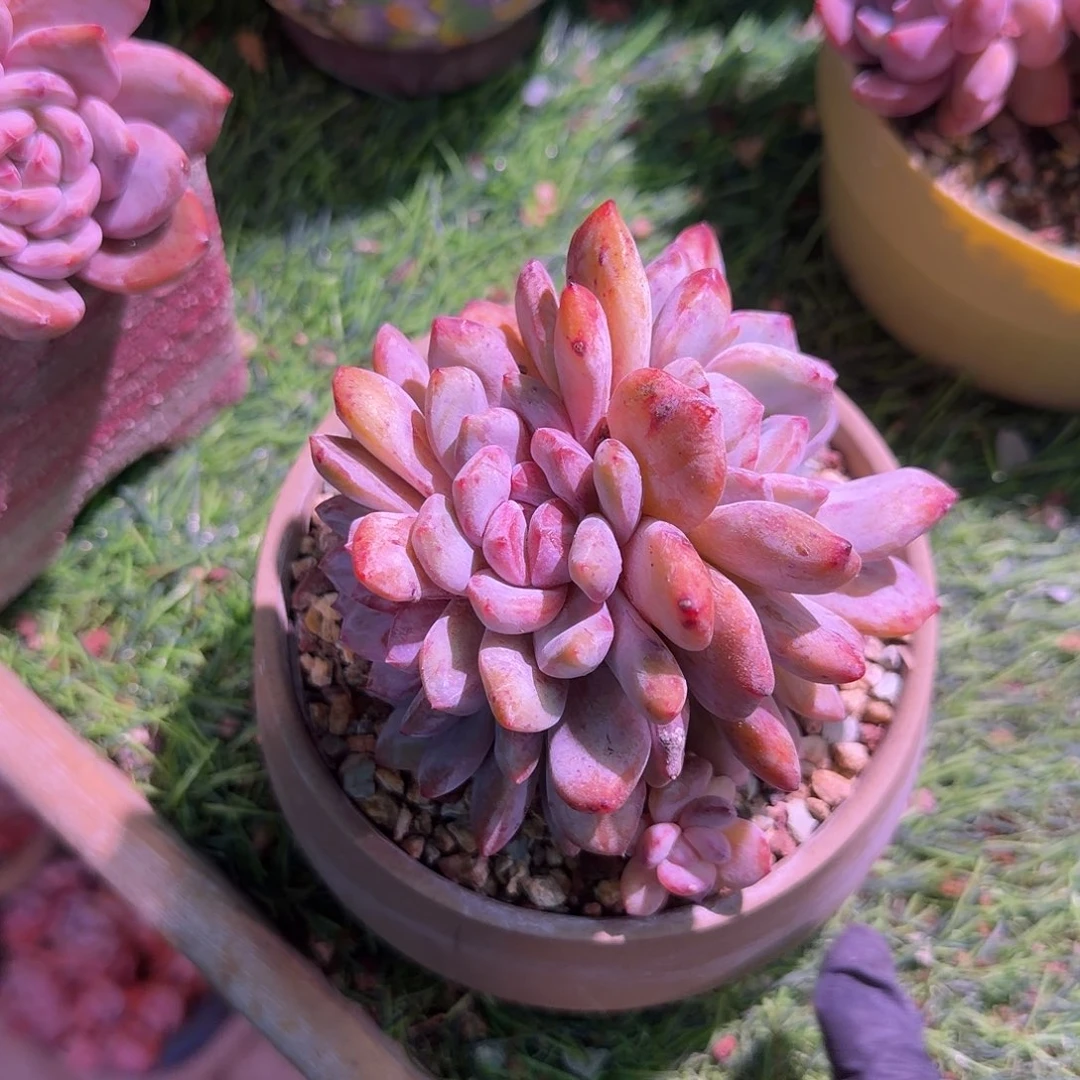 苹***果橙梦露石化冰玉发货