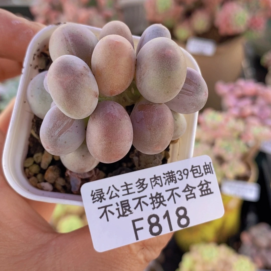 糖豆奶5cm818多肉植物