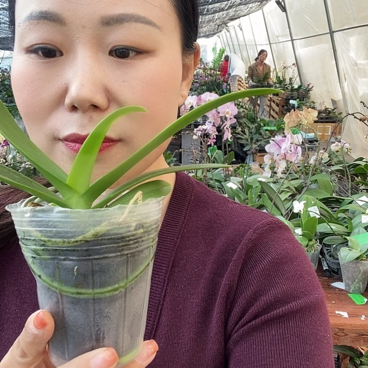 无花朵蓝星蝴蝶兰