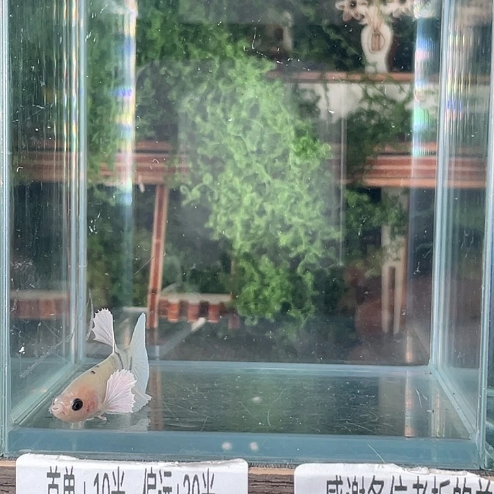 斗鱼活体不退不换谢谢