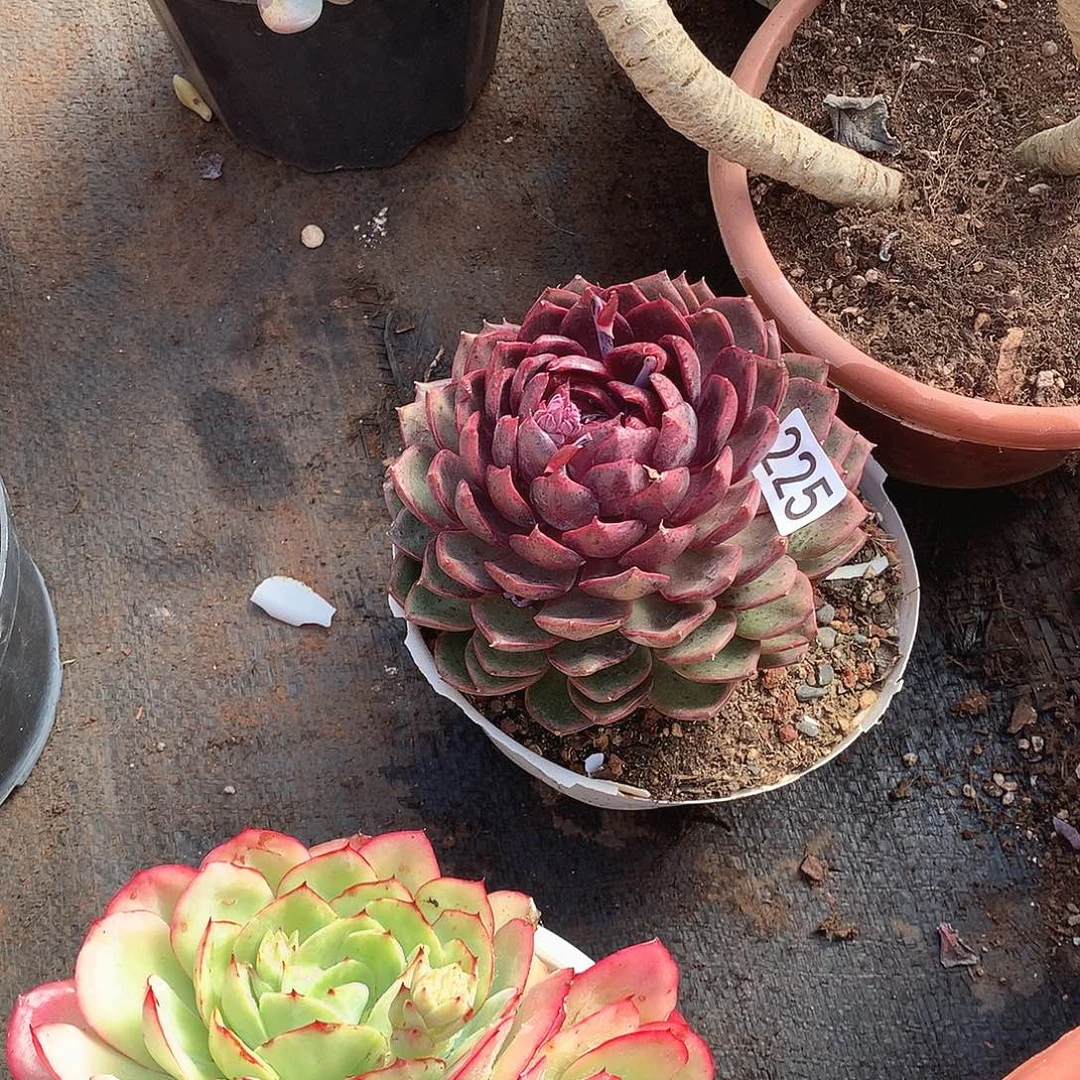 225蓝梅 一物一拍多肉