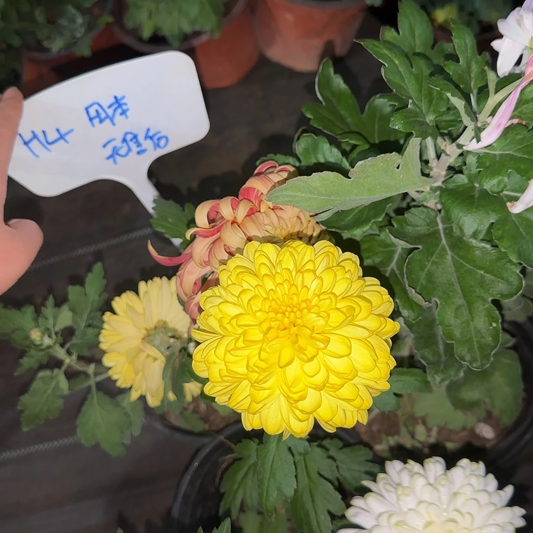 全部花朵H444444444