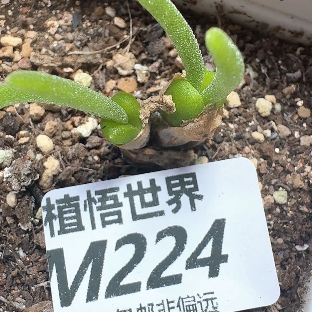 多肉植物的润泽无法