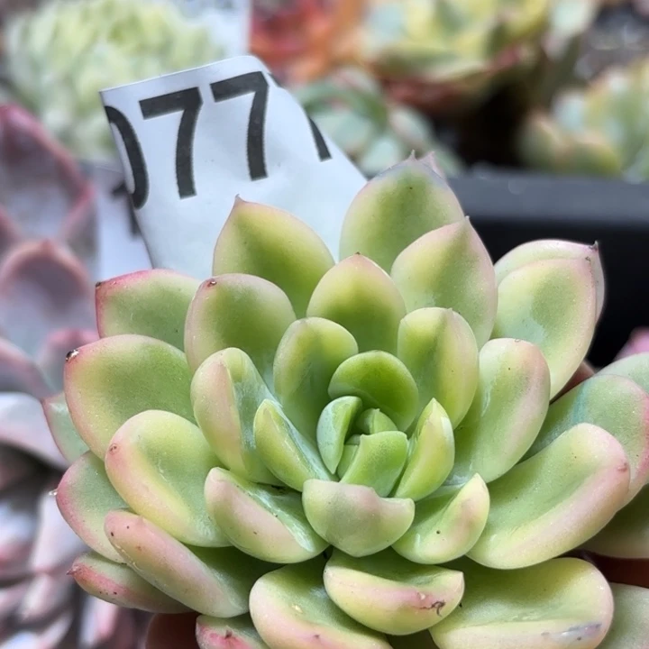 多肉植物满18包邮当场凑单
