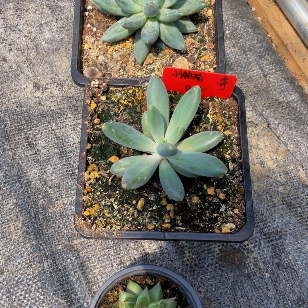 小***猫好看的多肉植物个体