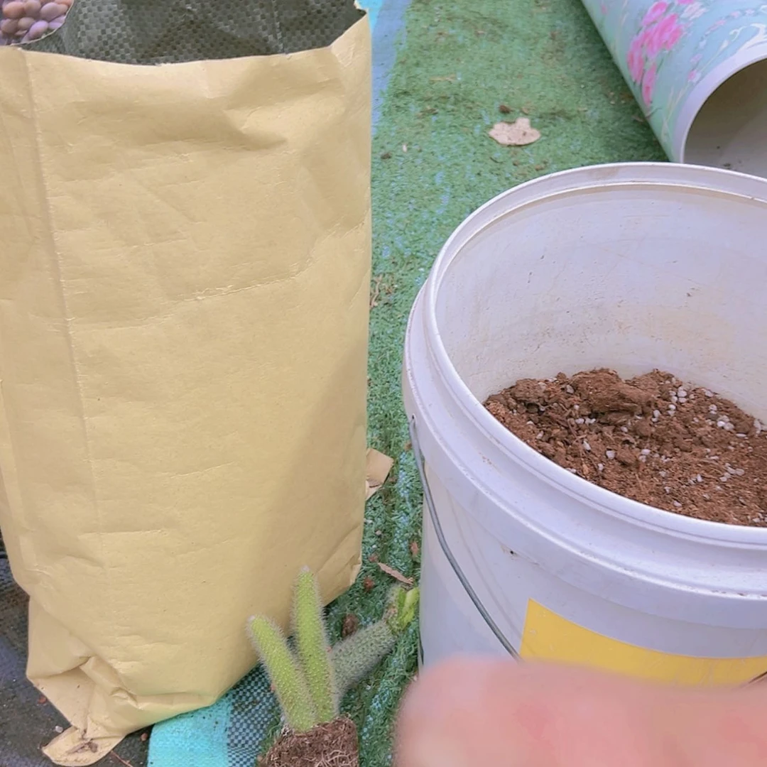 【闪购商品】九尾狐法师育苗多肉