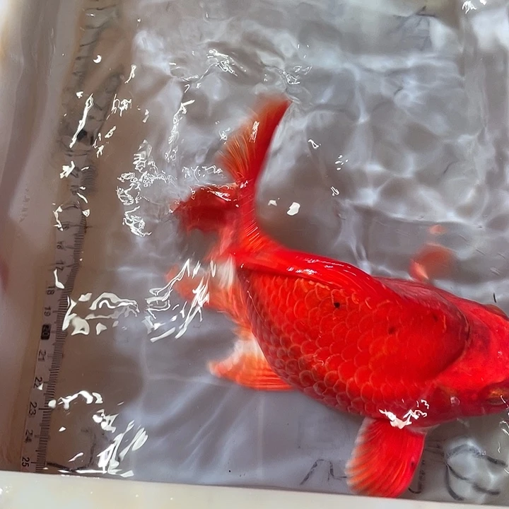 蝴蝶鲤鱼渔场直发79