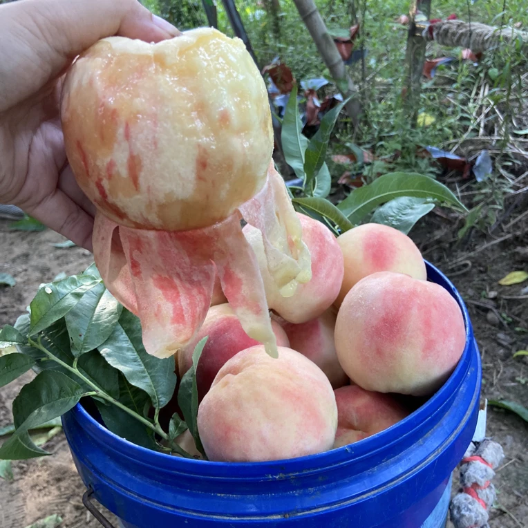 农家原生态脆蜜桃4.8到5斤6到8个精品大果
