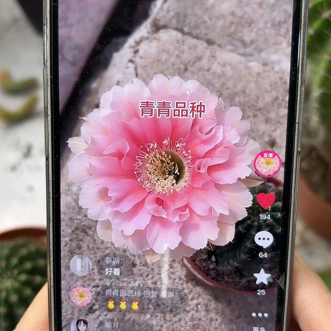 彩草珊瑚7-7.2公分左右