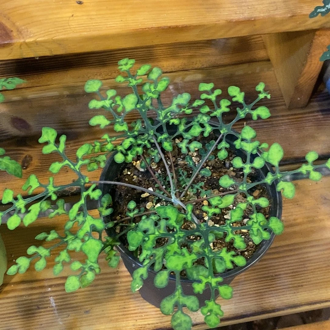 优选绿宝石，福利漏