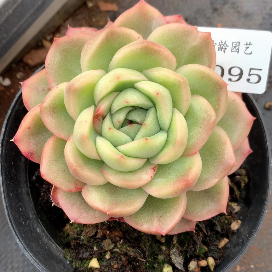 用****44095杂交多肉植物