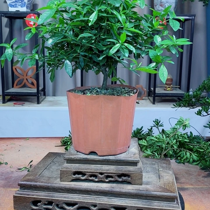 当前无花栽培后可以开花