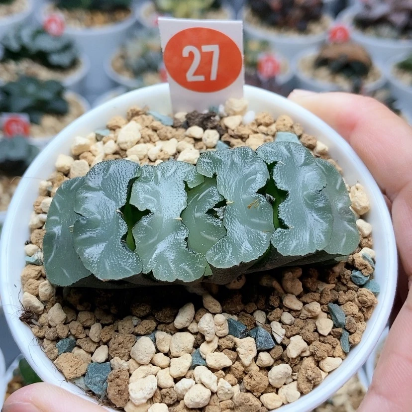 【闪购商品】27鬼岩稻妻