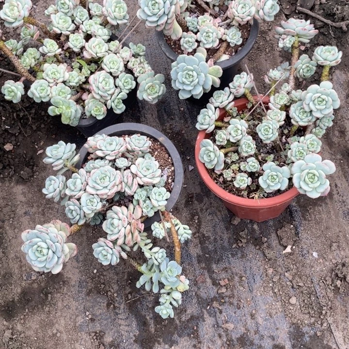 【闪购商品】莲*香草9666
