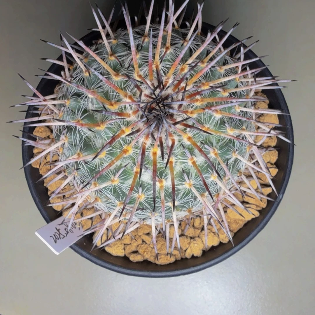 灿***王实生海豹 灿灿专拍