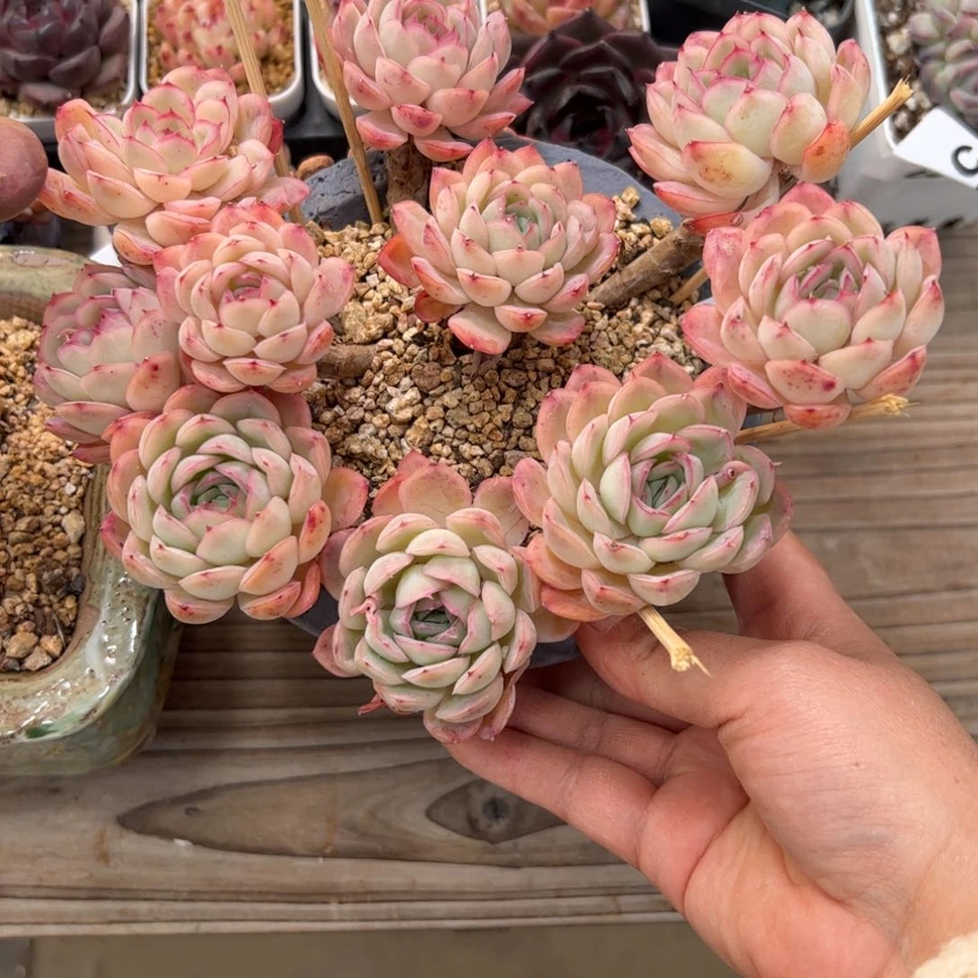 小*嗝505 多肉植物组合盆栽