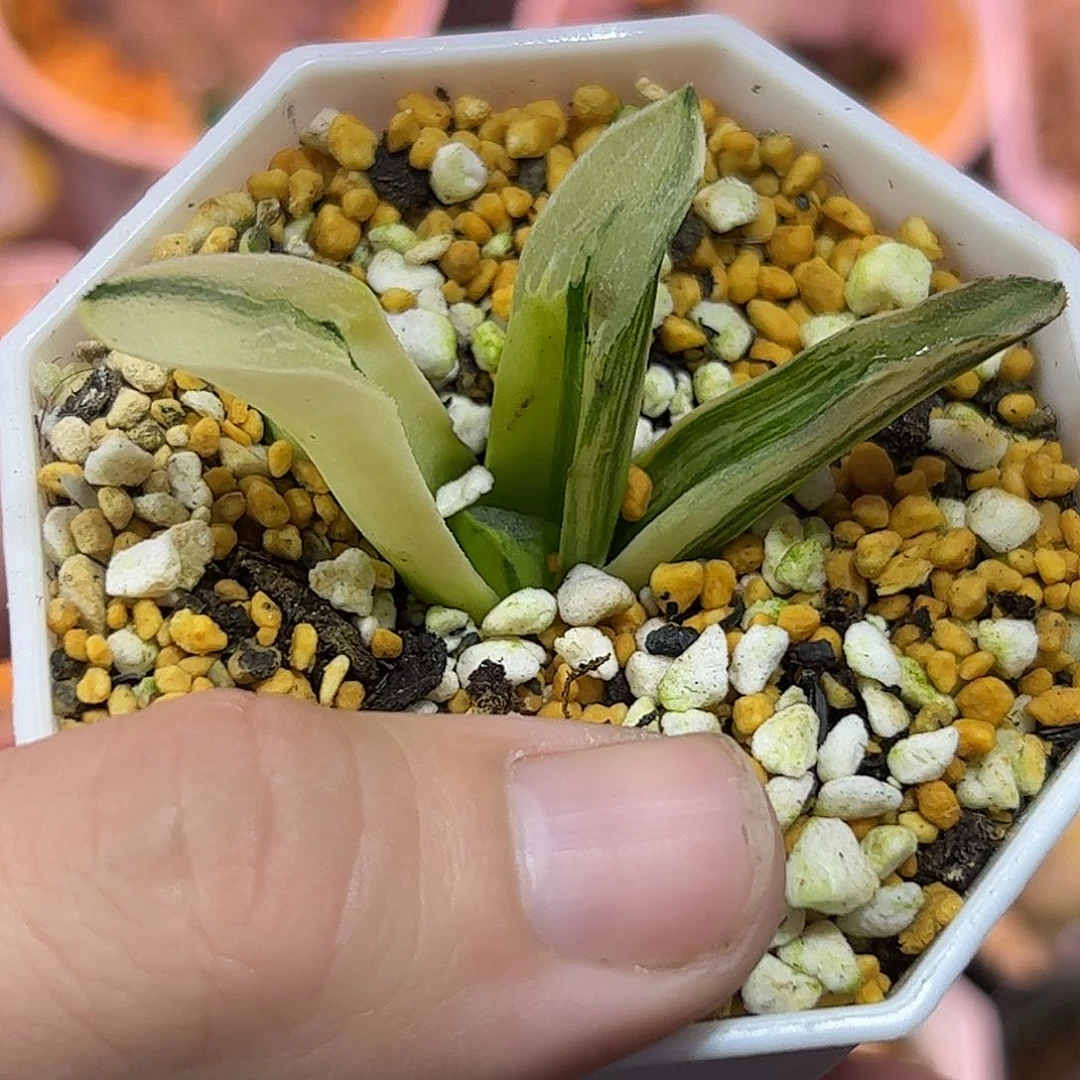 一*米红红火火恍恍惚惚