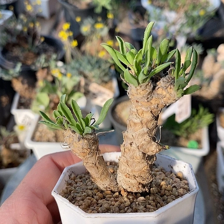 293苏铁厚敦菊带盆