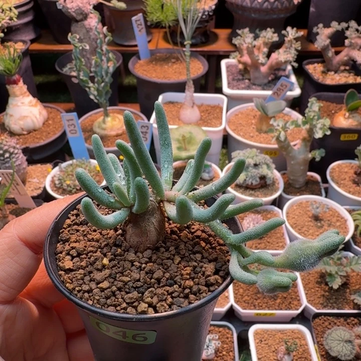 淡青霜046 仙人球