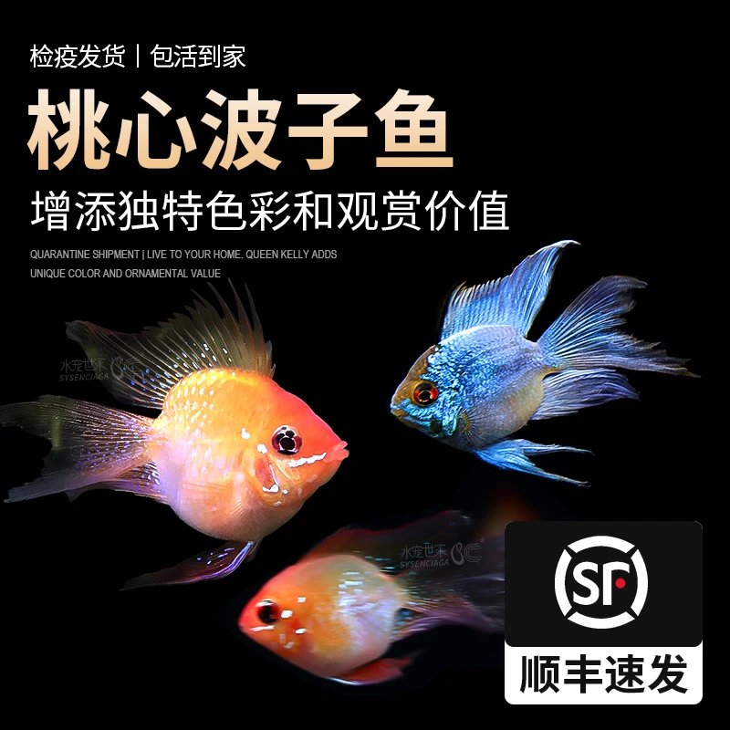 【直播优惠】桃心金波子 桃心蓝波子各种尺寸 观赏热带鱼