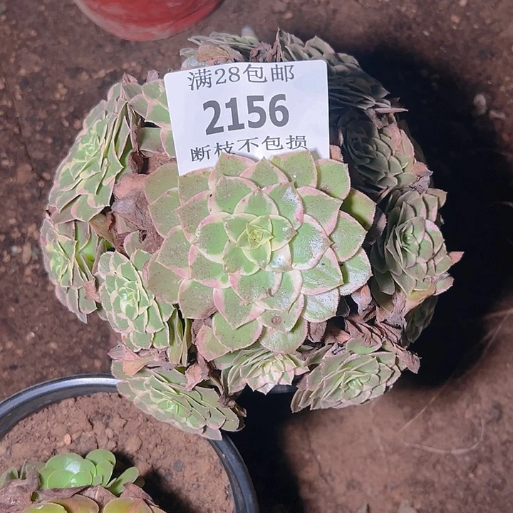2156水蜜桃多肉植物保护