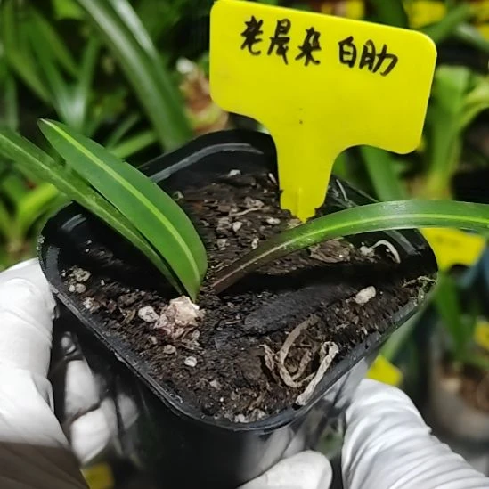 老晨杂交白肋单辫1.4