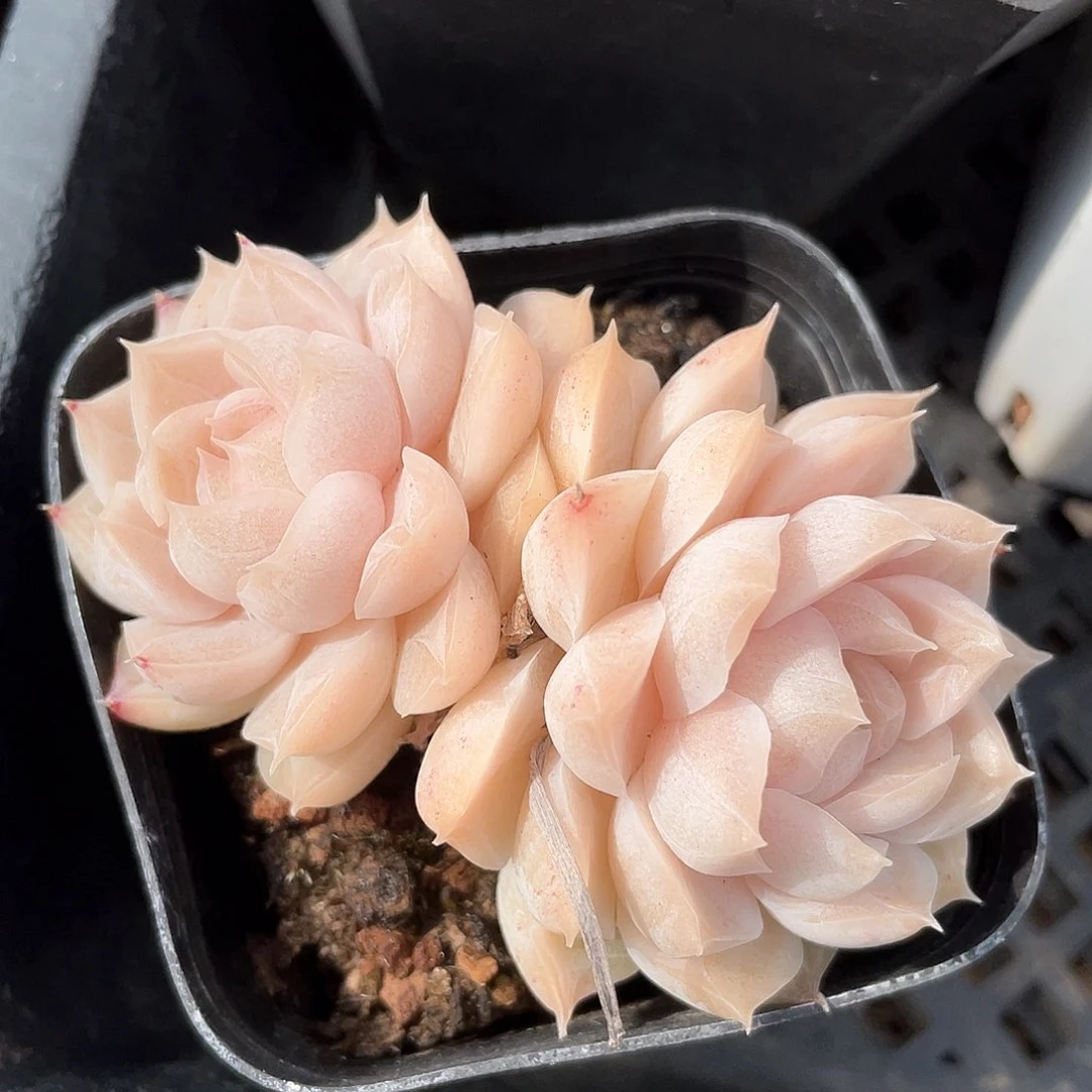 优选粉黛女王1009