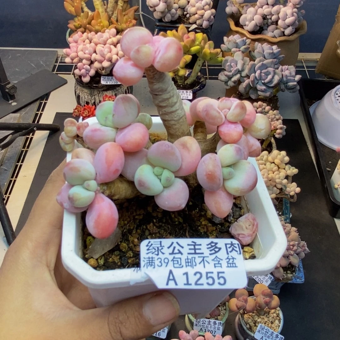 255花朵洛神多肉8c m