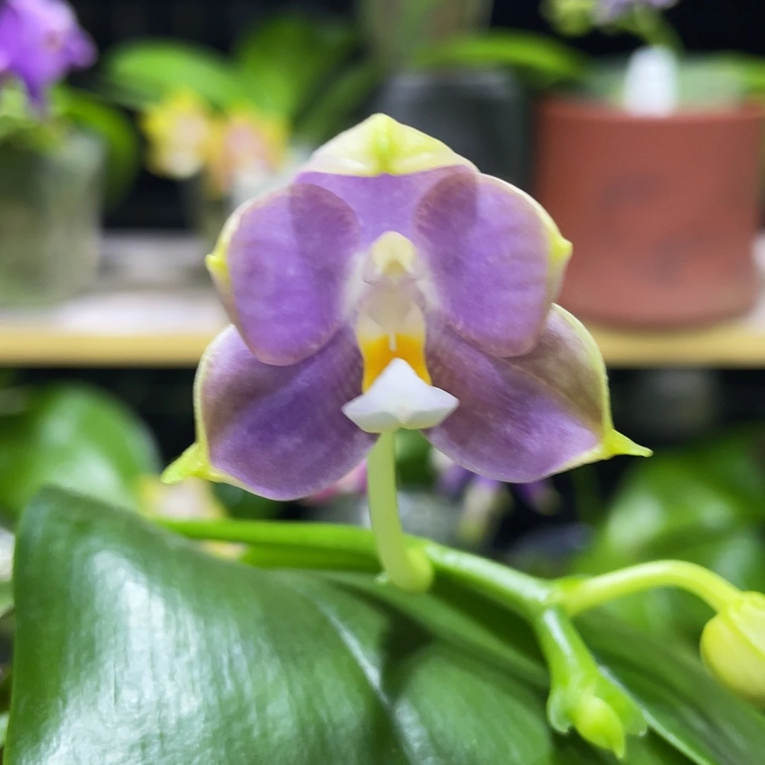 完全开放Yc208开花株