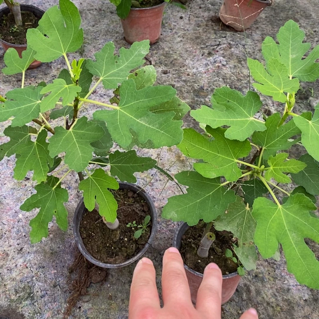 9.9新人特价福利多分支老桩波姬红