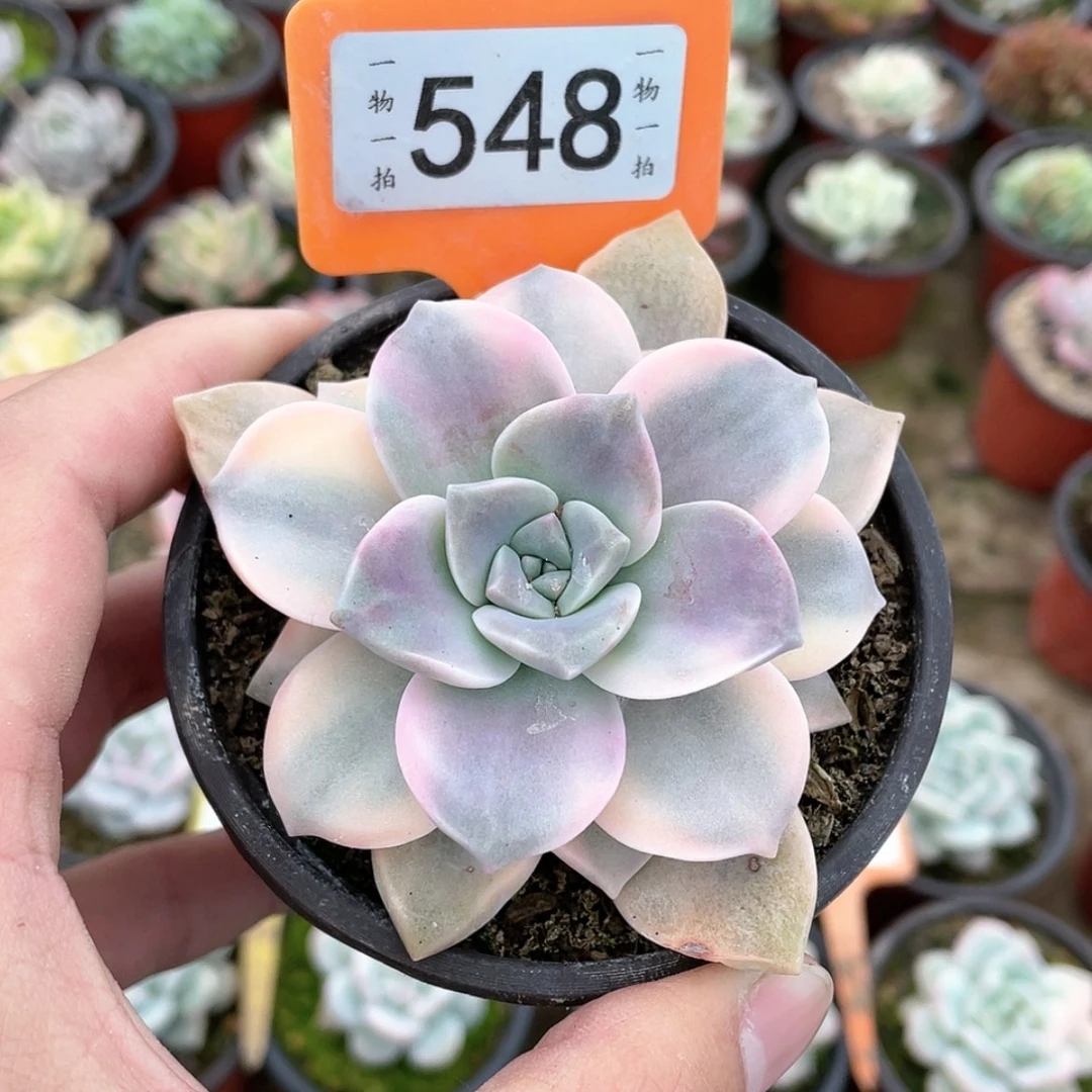 【闪购商品】548号