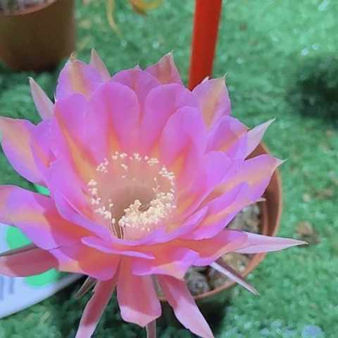 仙人掌彩草球6317