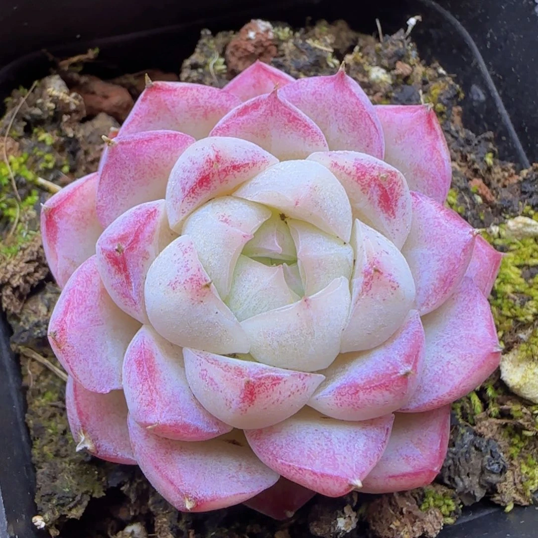 全场满28包邮一物一拍