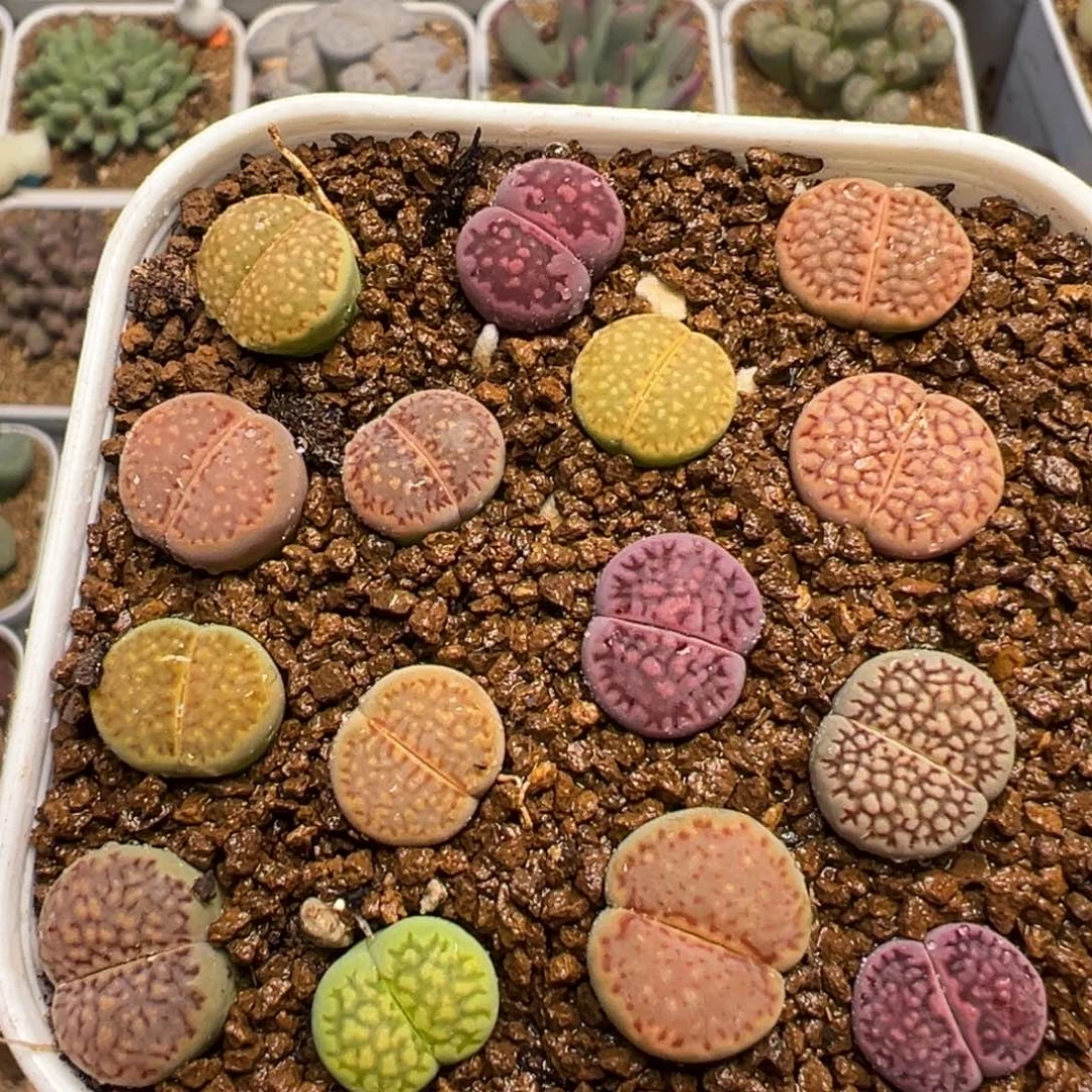 巴黎组合带盆多肉植物