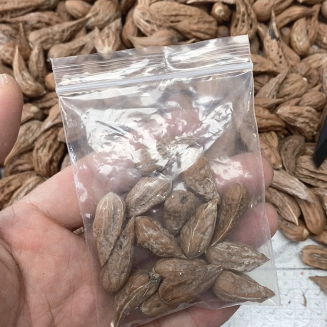 死*文玩木质核桃散籽
