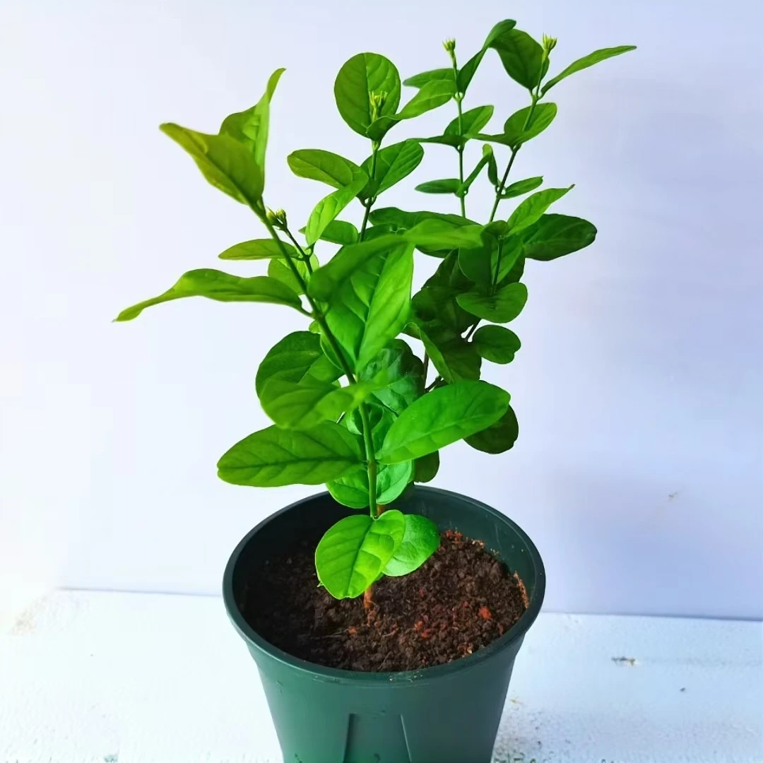 圆叶宝珠茉莉花苗花开浓香花朵大花期长易养护