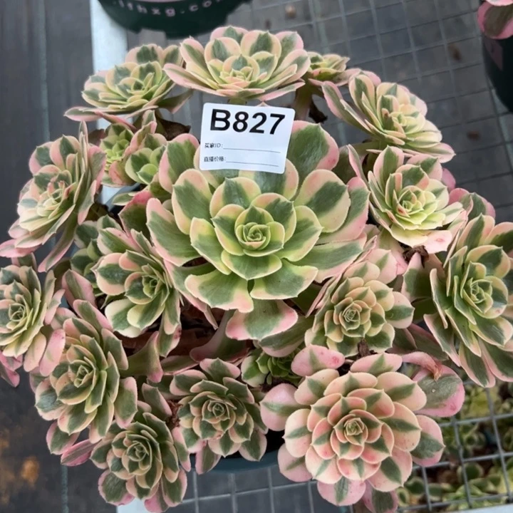 827粉女郎23厘米左右