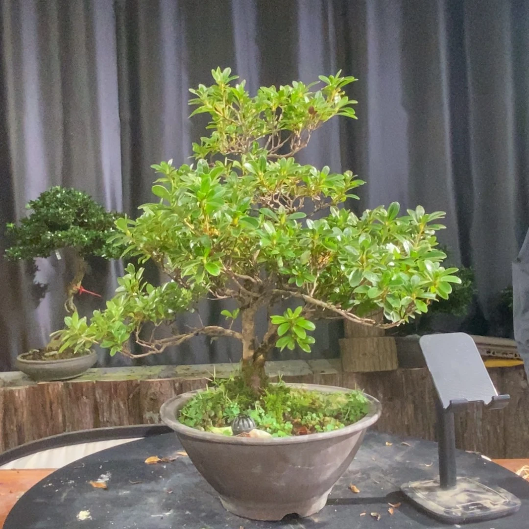 无花朵皋月杜鹃一物一花