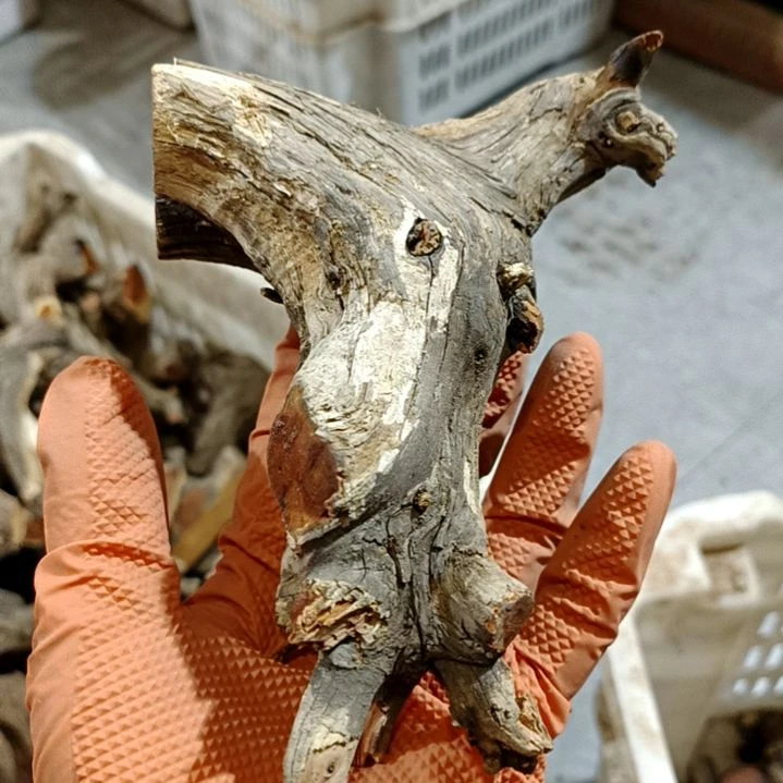 毛***）香榧木崖柏随行毛料毛料毛料