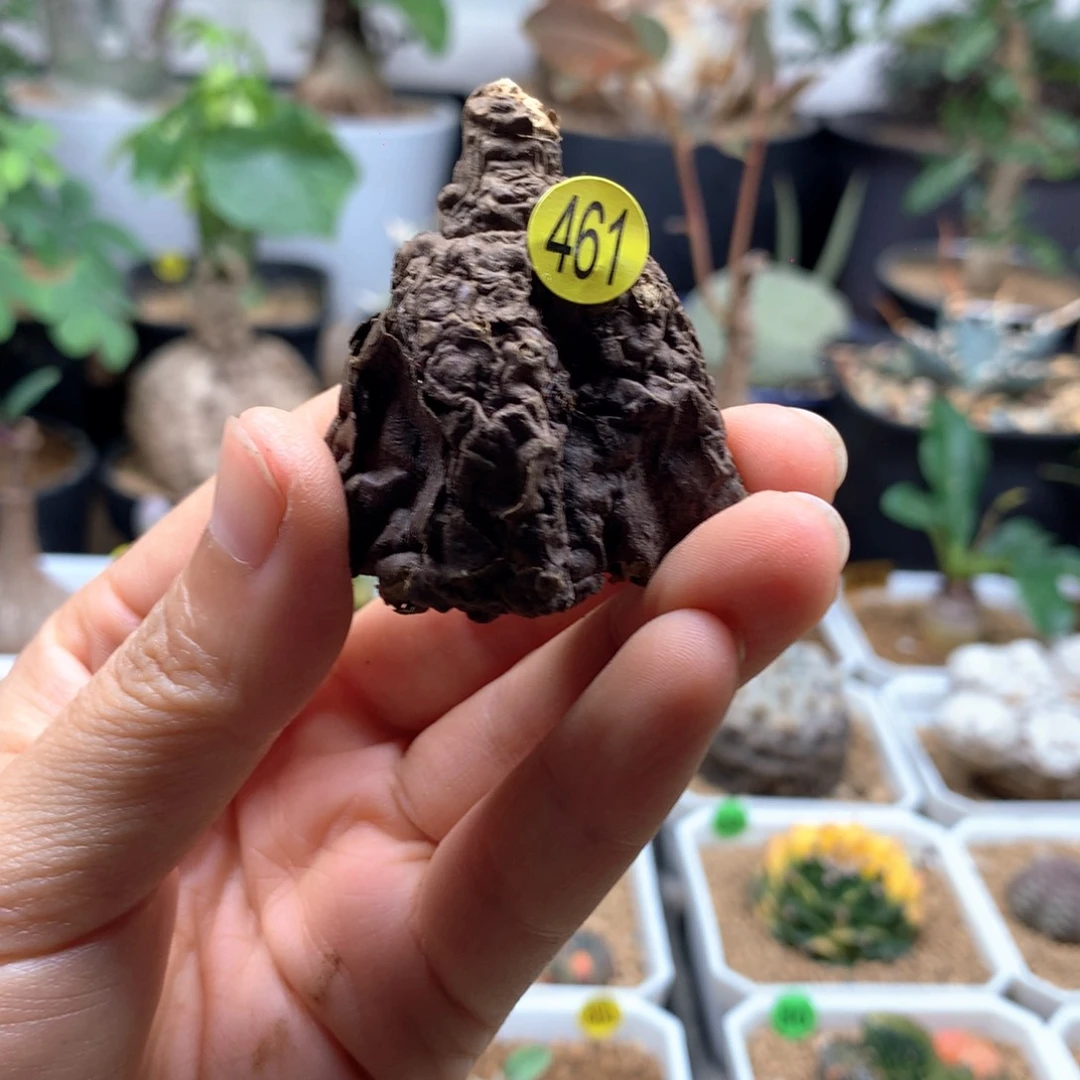 一叶龟诺瓦龟脱土生桩461