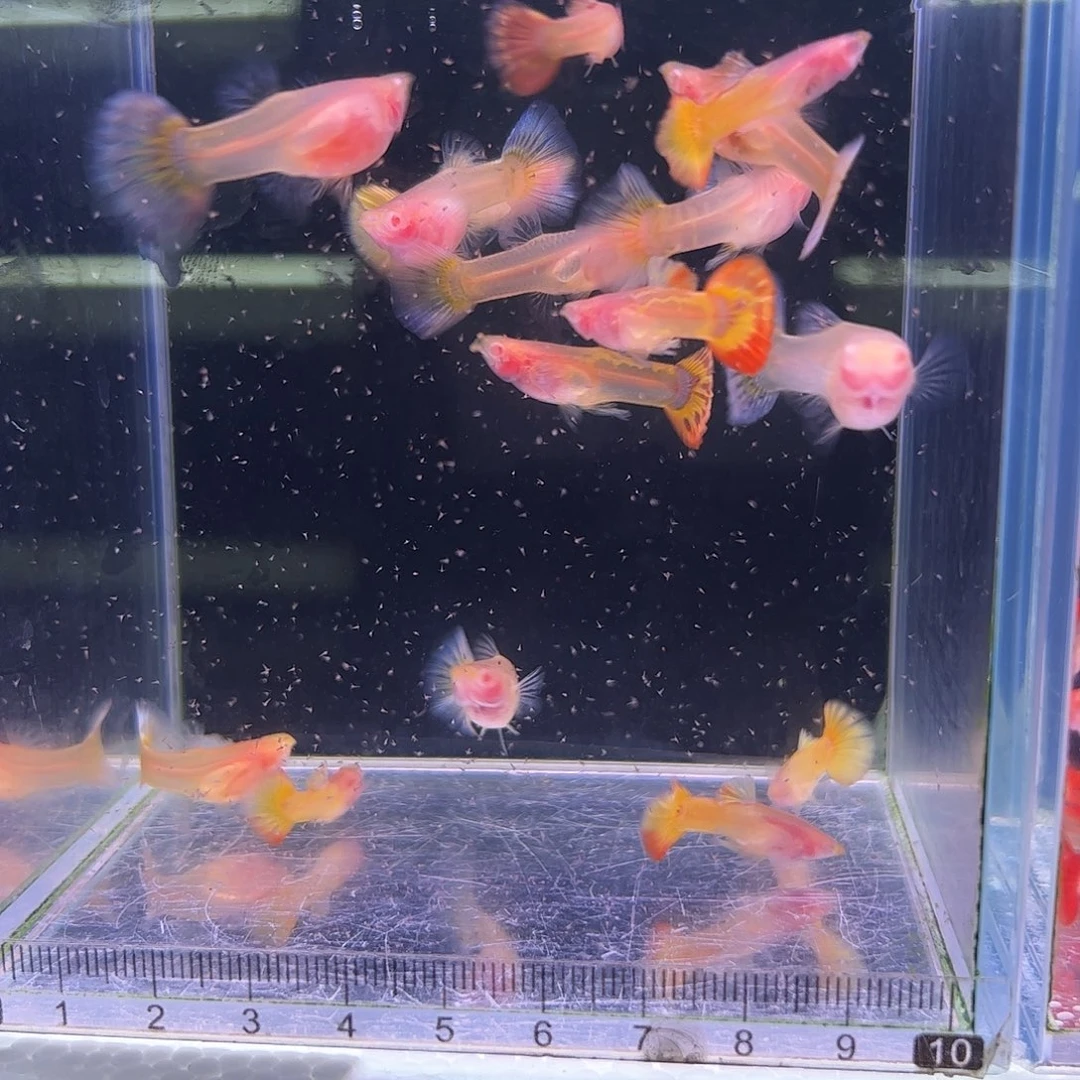 孔雀鱼青花瓷玻璃猫白子8对