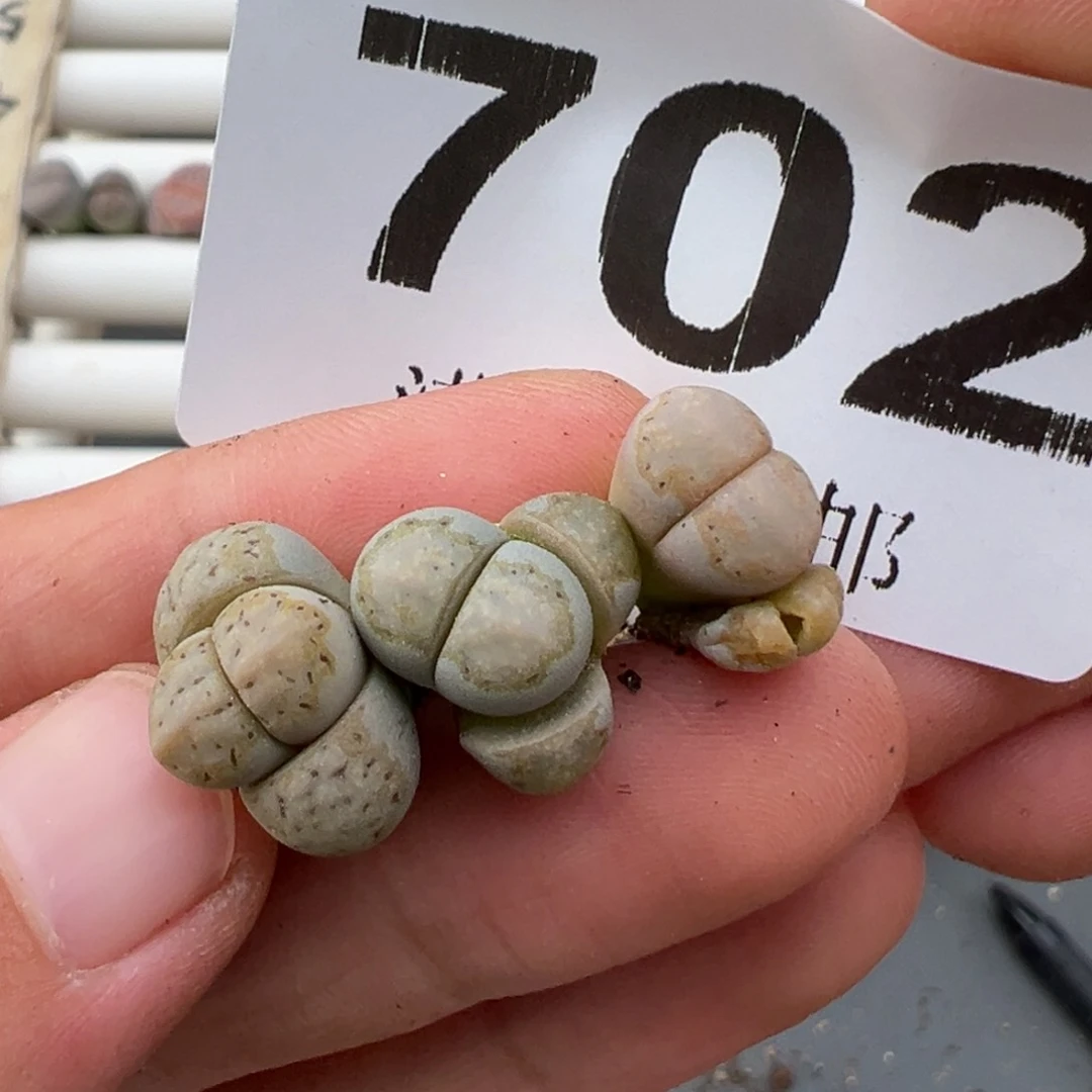 4.25好看多肉脱土发货702