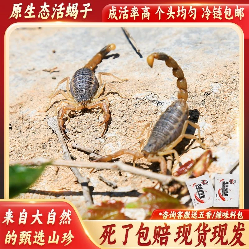 新鲜活蝎子带籽正宗十足全蝎活体现货现发个头均匀成活率高包邮