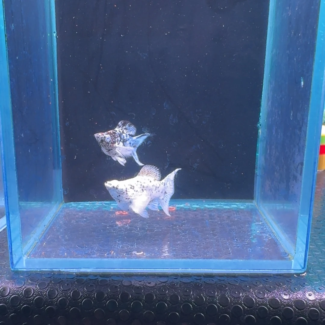 黑玛丽鱼661号玛丽2条